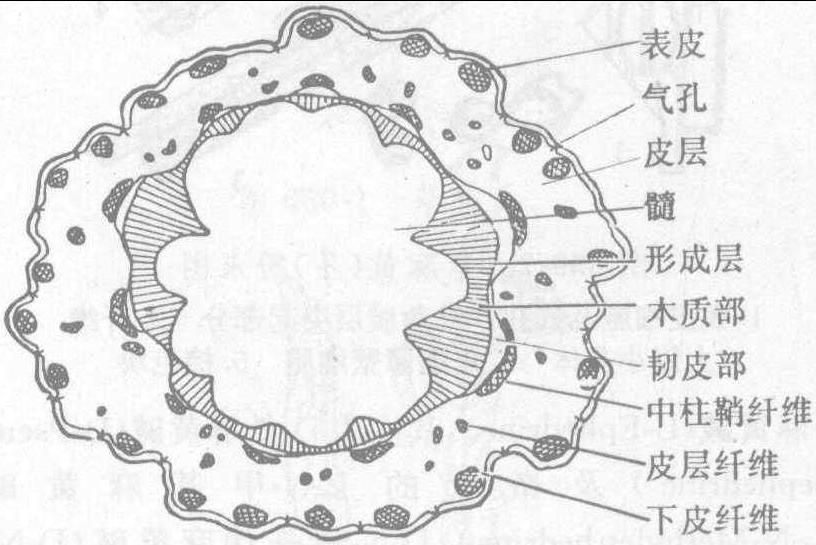 659. 麻黄